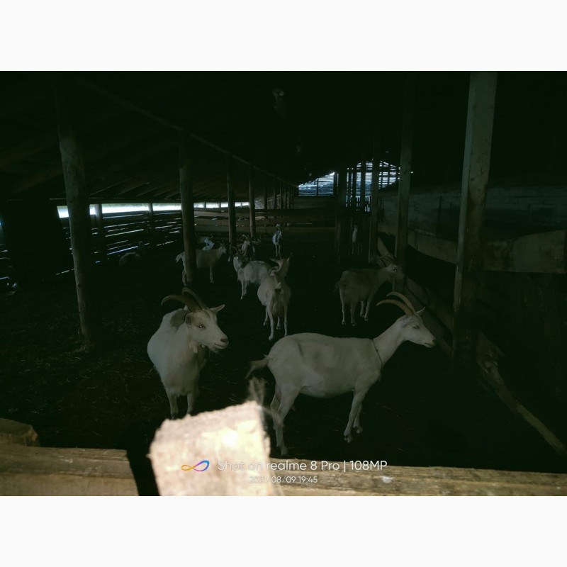Фото 6. Продам стадо коз дойные