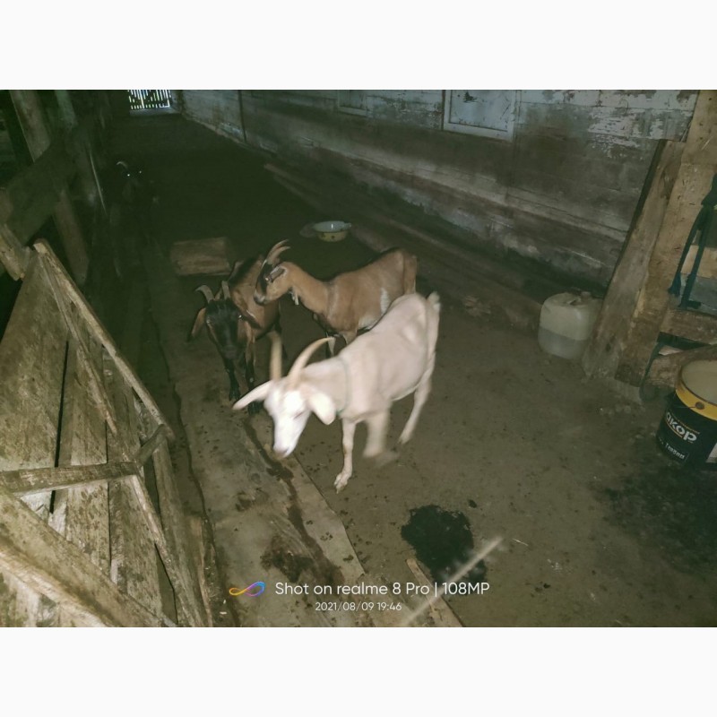 Фото 7. Продам стадо коз дойные