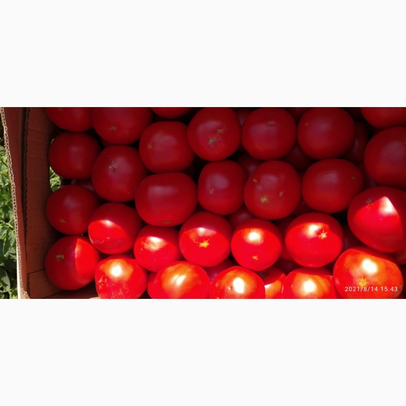 Фото 2. Помидоры (томаты ) оптом с поля