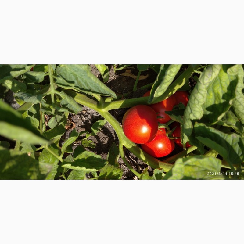 Фото 5. Помидоры (томаты ) оптом с поля