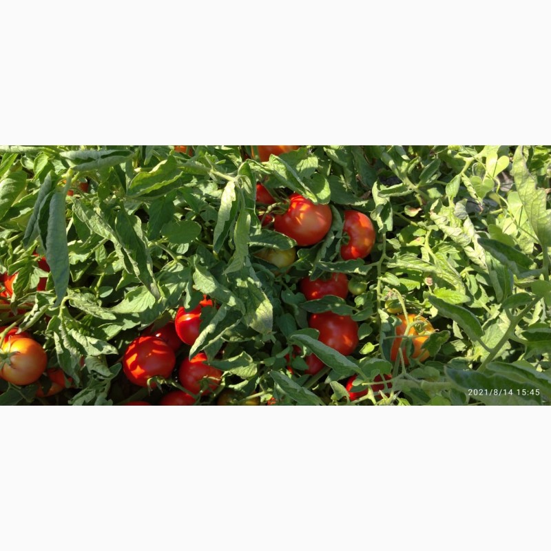 Фото 6. Помидоры (томаты ) оптом с поля