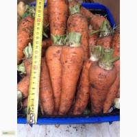 Молодая морковь сорт Каротель