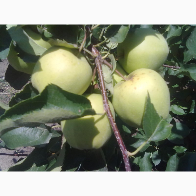 Фото 10. Продаём яблоки
