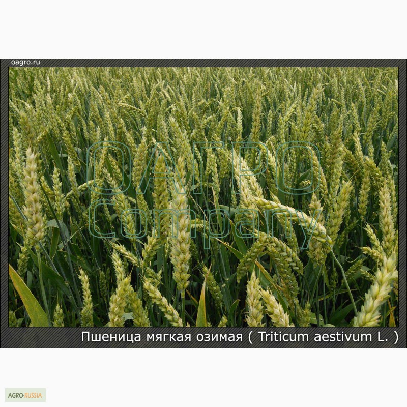 Продам пшеница озимая,  пшеница озимая, Московская обл — Agro-Russia