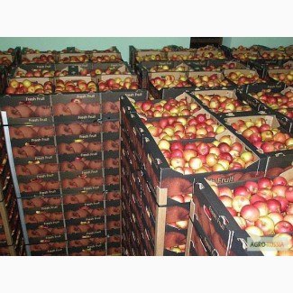 Яблоки калиброванные оптом со склада