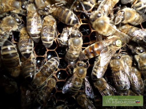 Фото 2. Пчелопакеты Карника 2015 Краснодарский край 40 км от Краснодара