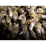 Пчелопакеты Карника 2015 Краснодарский край 40 км от Краснодара