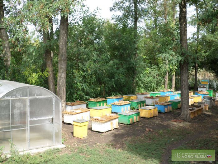 Фото 3. Пчелопакеты Карника 2015 Краснодарский край 40 км от Краснодара