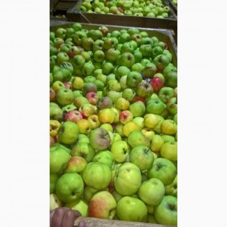 Яблоки продаем