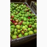 Яблоки продаем