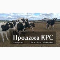 Племенные нетели молочных и мясных пород - Продаем крупно рогатый скот живым весом