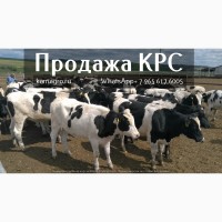Племенные нетели молочных и мясных пород - Продаем крупно рогатый скот живым весом