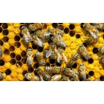 Продам свежие рои (среднерусские пчелы)