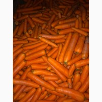 Морковь мытая 2 класс оптом