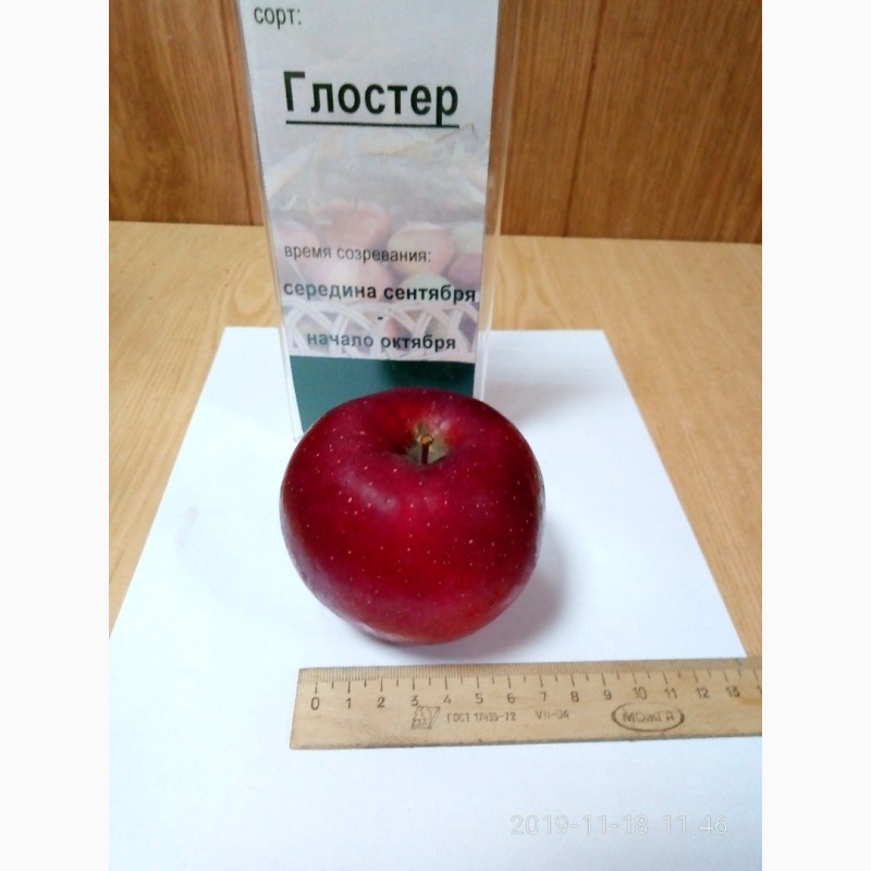 Фото 6. Продам яблоки оптом от 20 т и выше