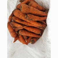 Продажа морковь