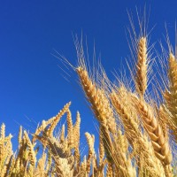 Пшеница, горох, кукуруза, ячмень