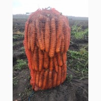 Продам морковь опт