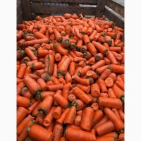 Морковь 3сорт