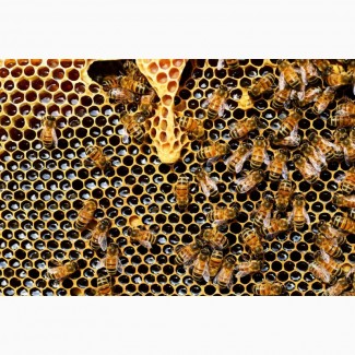 Продам пчелосемьи и пакеты Карпатской пароды, мед оптом