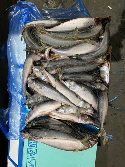 ОООСантарин, реализует свежемороженную рыбу с Владивостока, Находки, большой ассортимент