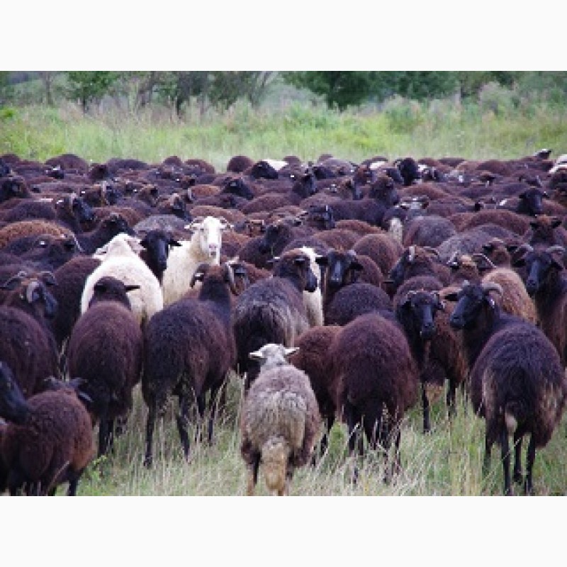 Фото 2. Экспорт МРС, барашки, бараны, овцы на Арабские страны