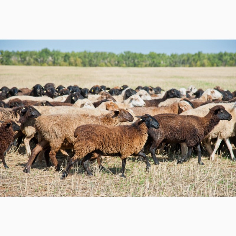 Фото 4. Экспорт МРС, барашки, бараны, овцы на Арабские страны