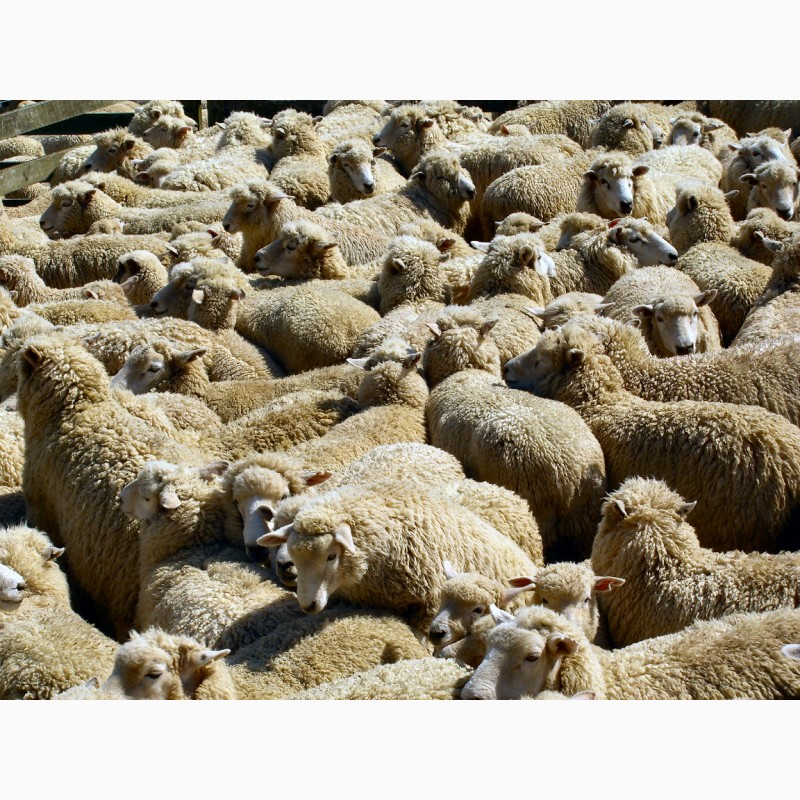 Фото 5. Экспорт МРС, барашки, бараны, овцы на Арабские страны