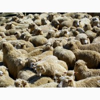 Экспорт МРС, барашки, бараны, овцы на Арабские страны