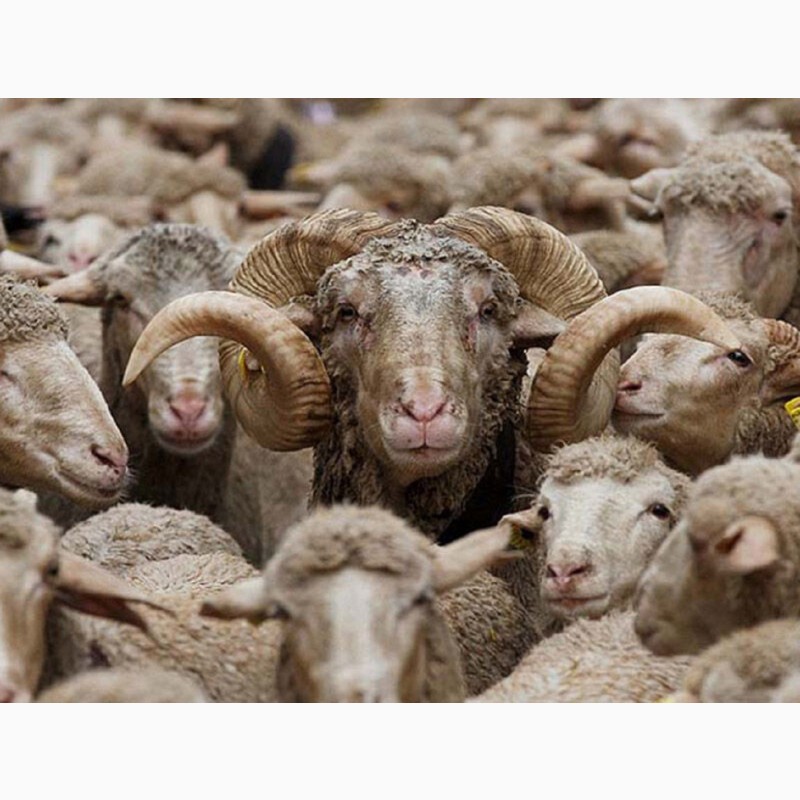 Фото 6. Экспорт МРС, барашки, бараны, овцы на Арабские страны