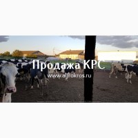 Продажа по России Молочные породы КРС