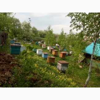 Продам мёд с экологический чистого актанышского района недалеко от реки белая