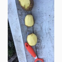 Картофель от производителя