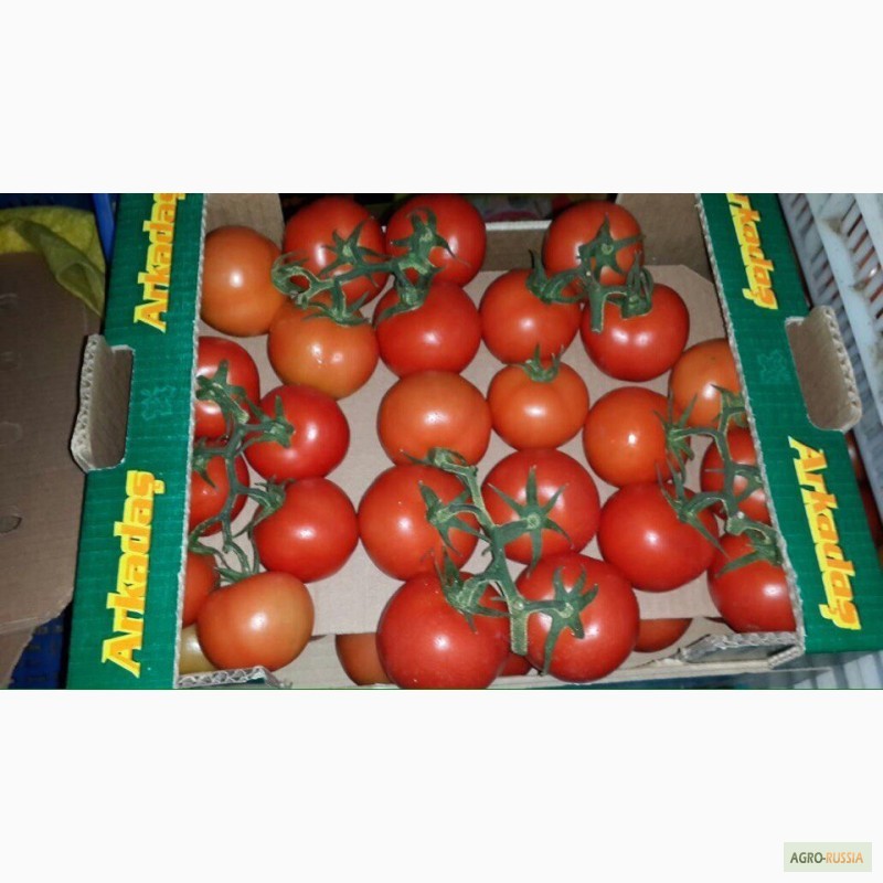 Фото 2. Продам оптом томаты на ветке из Турции