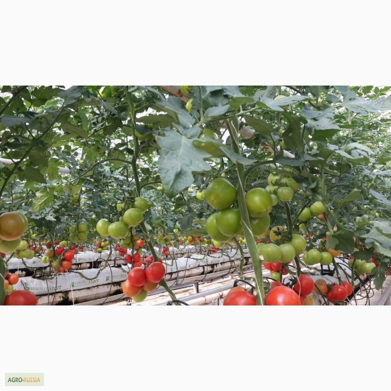 Фото 3. Продам оптом томаты на ветке из Турции