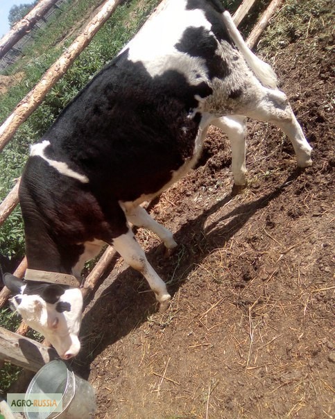 Фото 3. Продам корову и телят