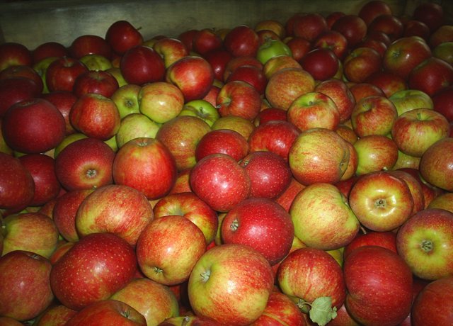 Яблоки оптом 65+ от производителя 53 руб./кг