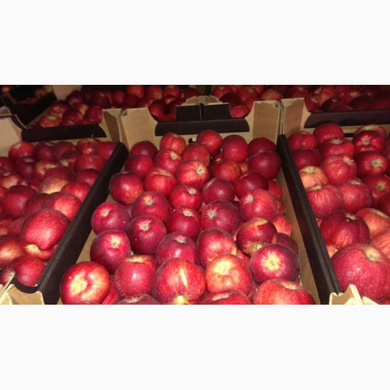 Фото 2. Яблоки оптом 65+ от производителя 53 руб./кг