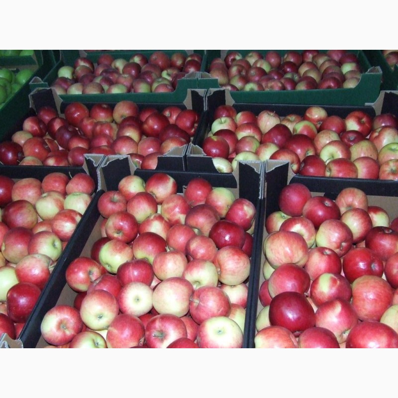 Фото 3. Яблоки оптом 65+ от производителя 53 руб./кг