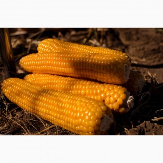 Семена Высокоурожайных гибридов кукурузы