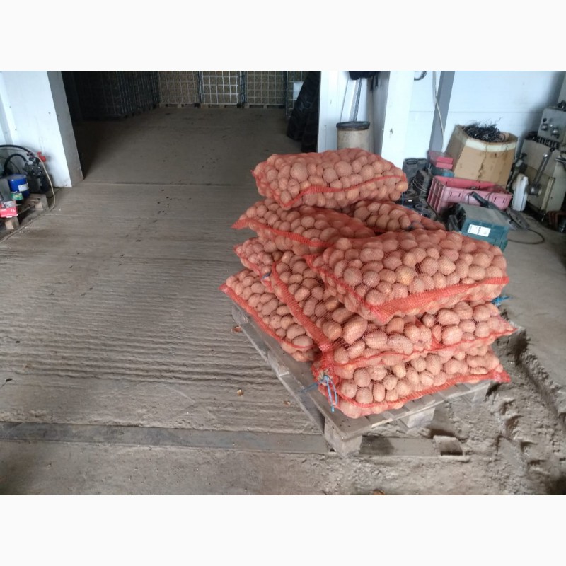 Фото 4. Картофель продовольственный оптом от производителя в Московской области