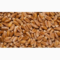 ООО НПП «Зарайские семена» продает фуражную пшеницу, оптом и в розницу