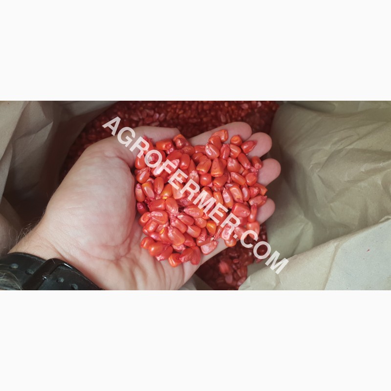 Фото 6. Семена кукурузы CORBIN FS - 899 ФАО Канадский трансгенный гибрид