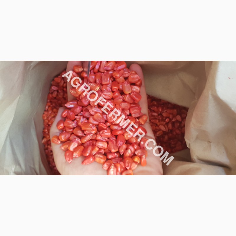 Фото 8. Семена кукурузы CORBIN FS - 899 ФАО Канадский трансгенный гибрид