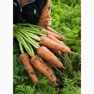 Семена моркови кордобы кордоба