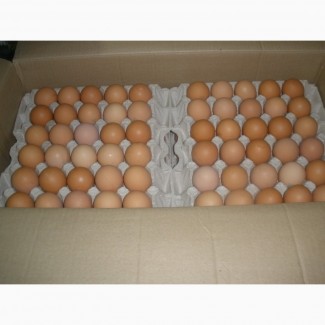 Куриное яйцо С1 оптом от производителя