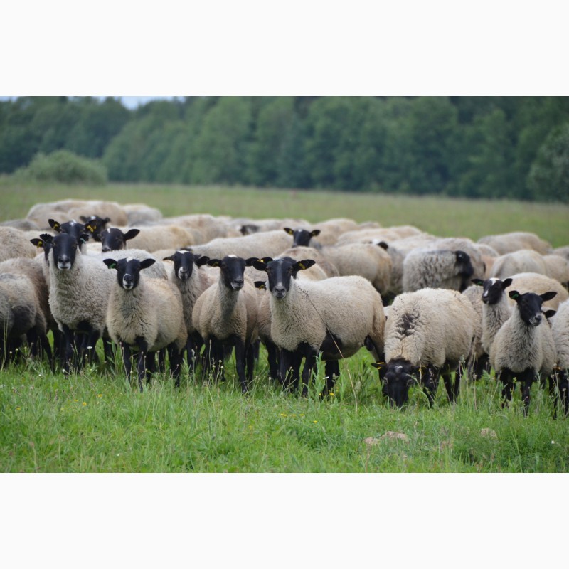 Фото 4. Овцы Бараны Романовская порода ярки ягнята овцематки