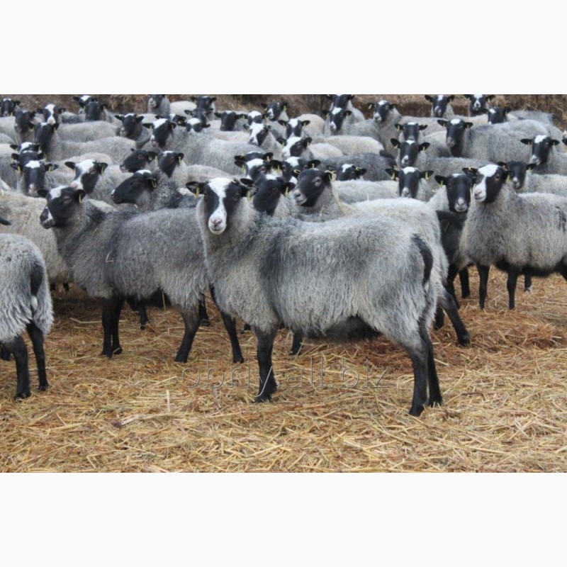 Фото 5. Овцы Бараны Романовская порода ярки ягнята овцематки