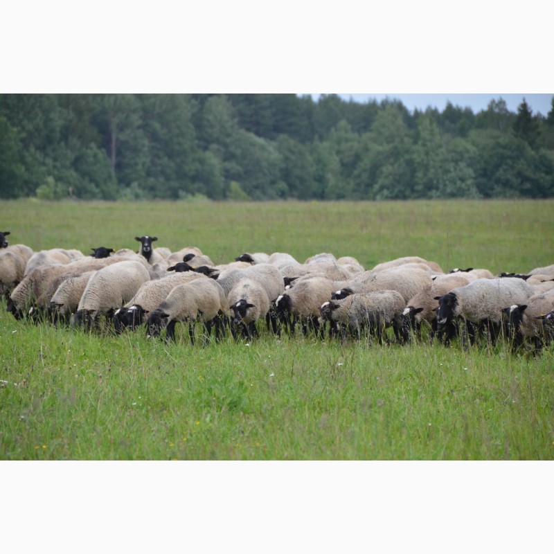 Фото 6. Овцы Бараны Романовская порода ярки ягнята овцематки