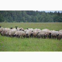 Овцы Бараны Романовская порода ярки ягнята овцематки